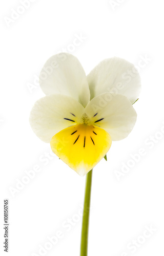 pansy flower blossom isolated