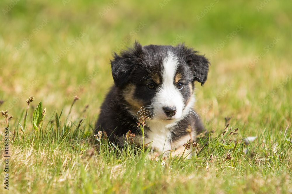 Fototapeta premium Australian Shepherd Hund Welpe 7 Wochen alt
