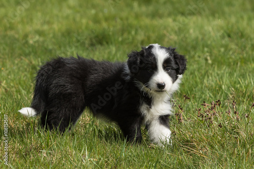 Australian Shepherd Hund Welpe 7 Wochen alt