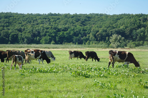 Cows on green grass in the summertime