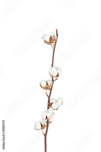Cotton twig on white background