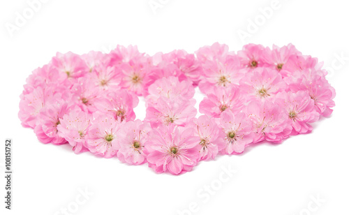 Wallpaper Mural almond blossoms. Torontodigital.ca