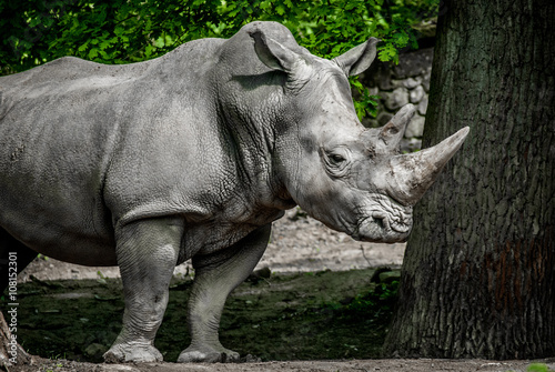 rhino © pajus