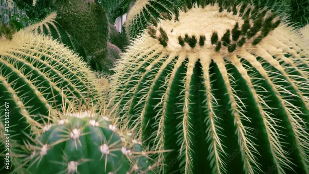 Cactus Cactus