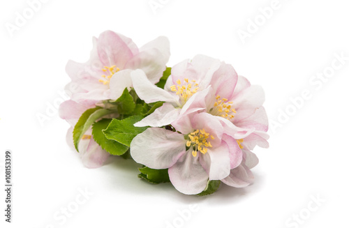Fototapeta Naklejka Na Ścianę i Meble -  apple blossom