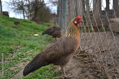 Phoenix chicken walking on the barnyard. Young hen standing alone on traditional rural farm yard