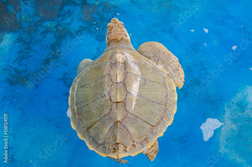 turtle photo