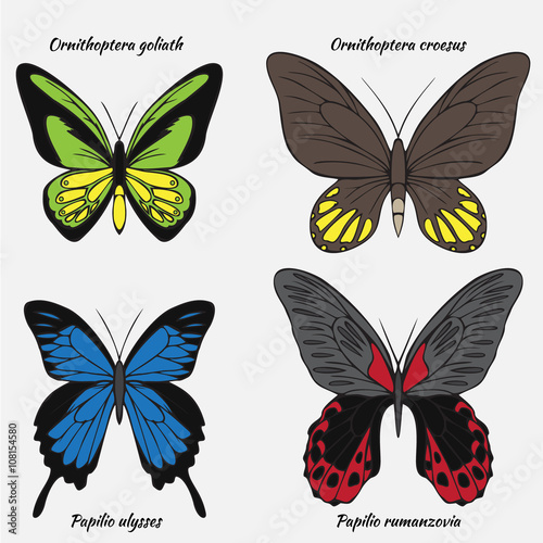Big realistic collection of colorful butterflies. Ornithoptera croesus and goliath, papilionidae rumanzovia and ulysses, summer flying insects set for greeting cards and  scrapbook.