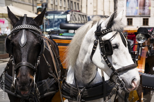 Horse carriage in Vienna, Austria with bowler on the light