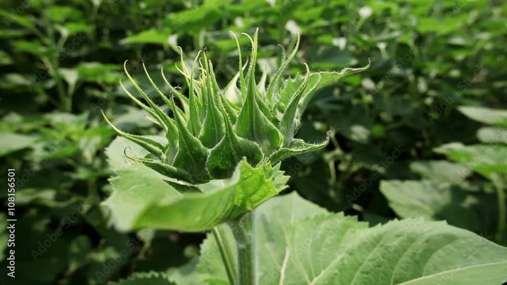 A field of young sunflower plants A field of young sunflower plants