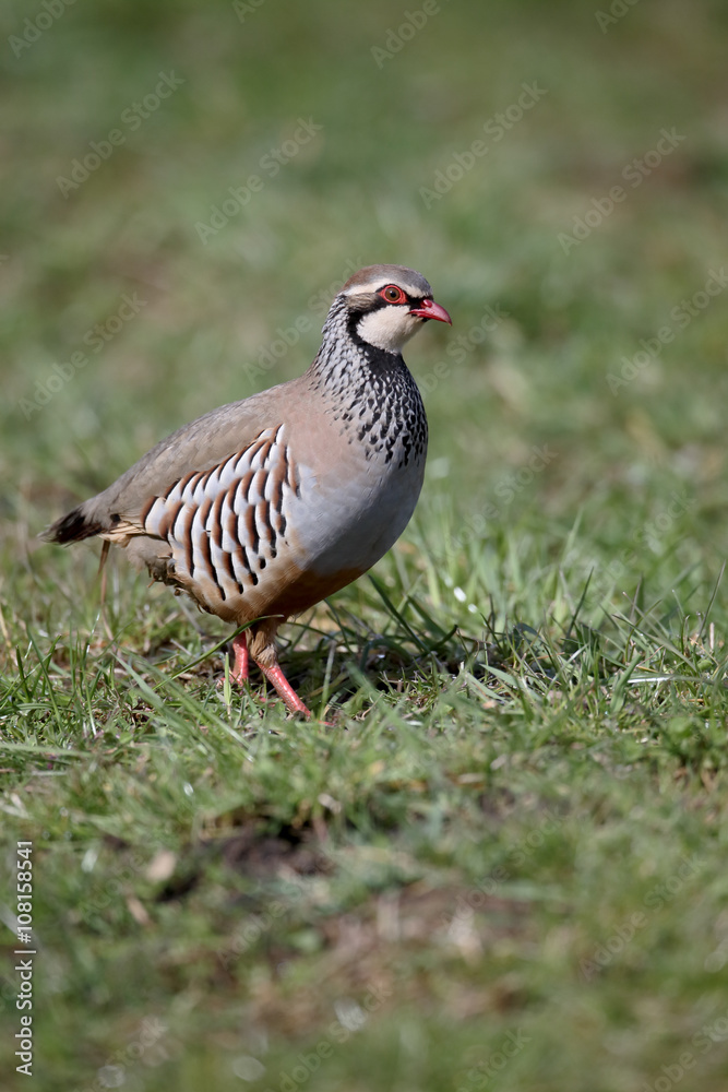 Obraz premium Red-legged partridge, Alectoris rufa