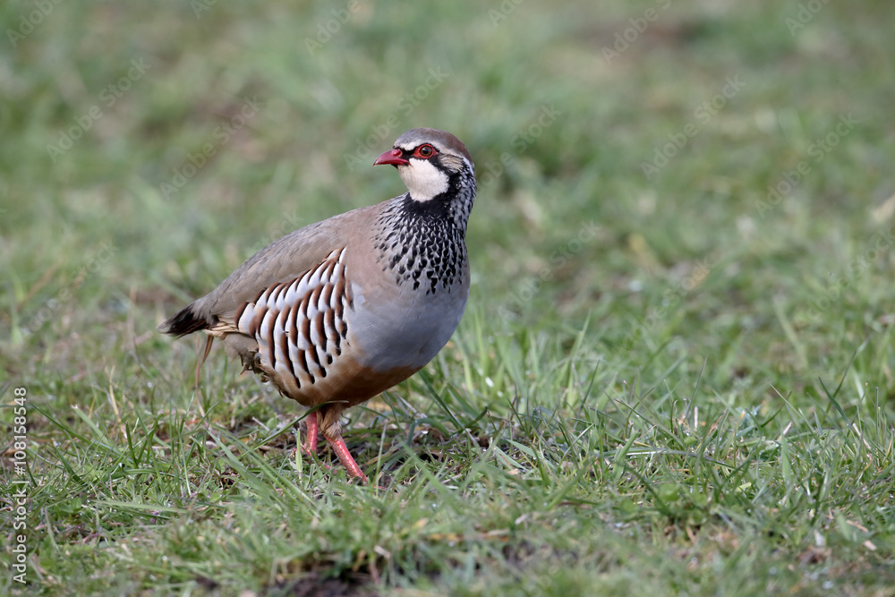 Fototapeta premium Red-legged partridge, Alectoris rufa