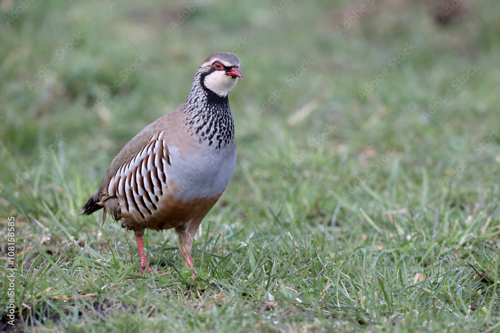 Red-legged partridge, Alectoris rufa Red-legged partridge, Alectoris rufa