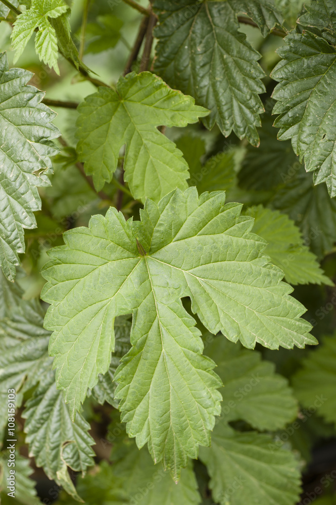 green leaves of common hop climbing plant green leaves of common hop climbing plant