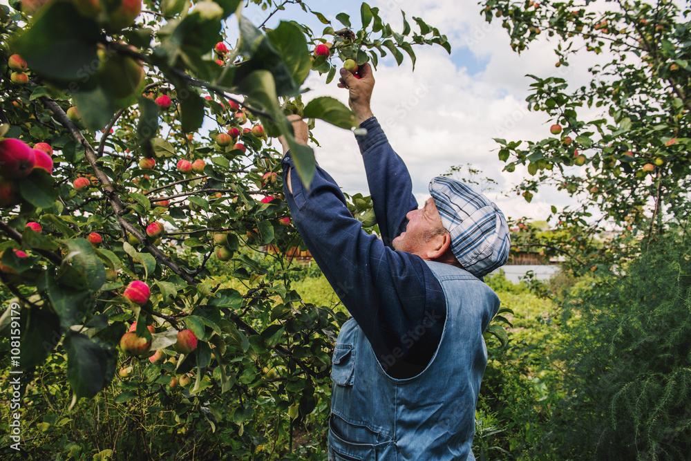 Caucasian farmer picking fruit from tree Stock Photo Adobe Stock