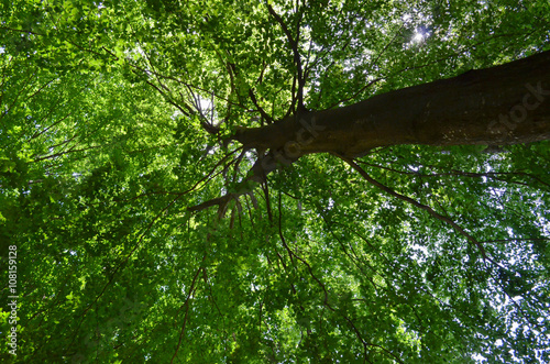 A fantastic tree on a sunny day!  photo