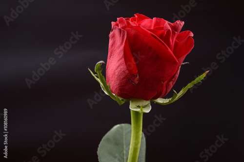 Fototapeta Naklejka Na Ścianę i Meble -  Photo of a red rose on a black background in a studio. Lights an
