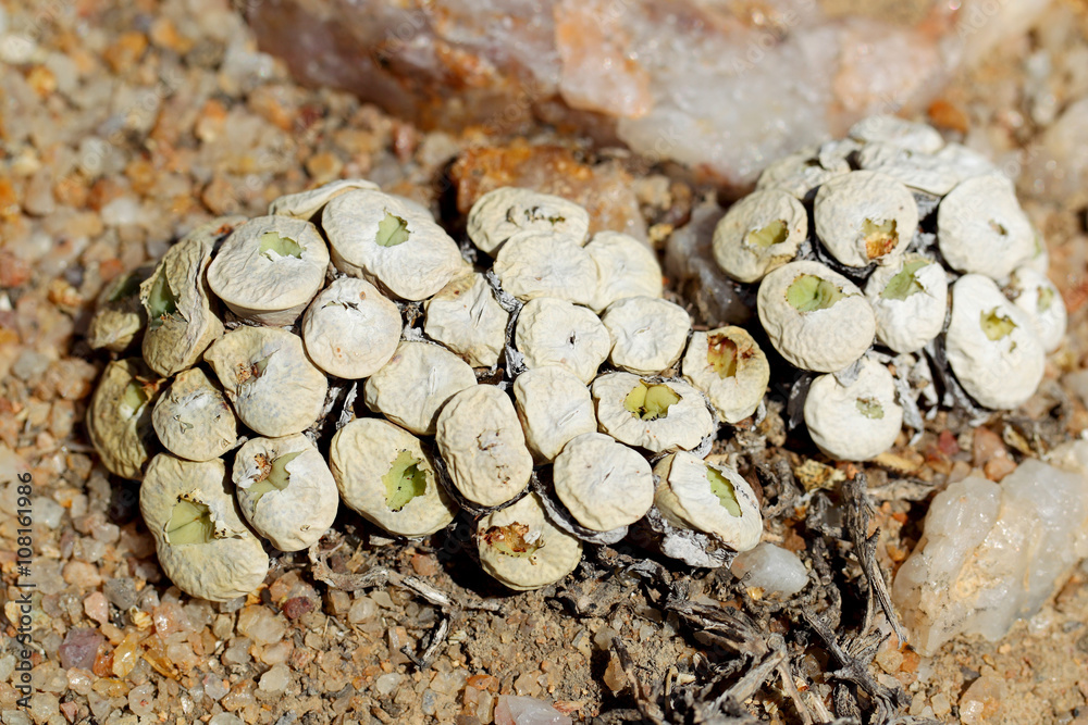 Fototapeta premium żywe kamienie Conophytum sp. na Pustyni Kalahari