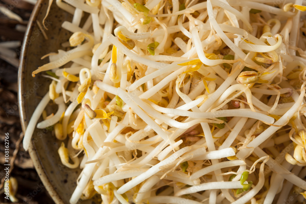 Raw Healthy White Bean Sprouts