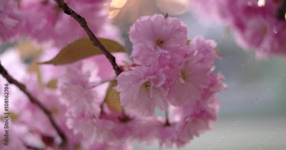 Japanese Cherry Sakura Branch Blossoming Closeup Japanese Cherry Sakura Branch Blossoming Closeup