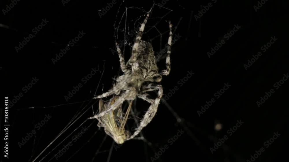 Spider in macro on dark background