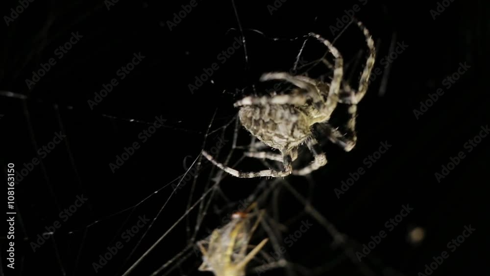 Spider in macro on dark background
