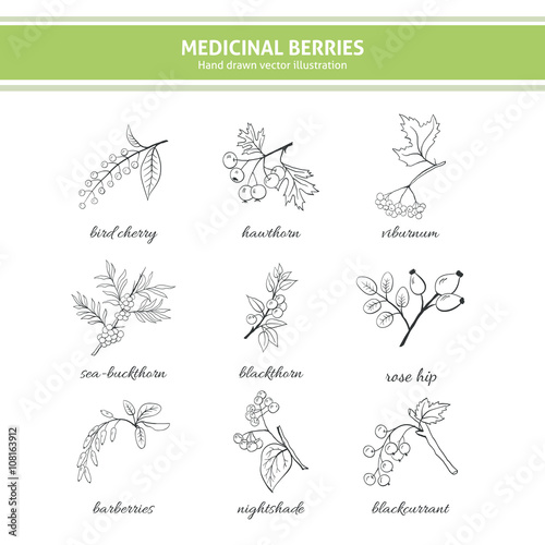 Medicinal berry collection. Bird cherry, blackthorn, viburnum, sea-buckthorn, blackcurrant, rose hip, nightshade, barberries, hawthorn. Health and nature set.