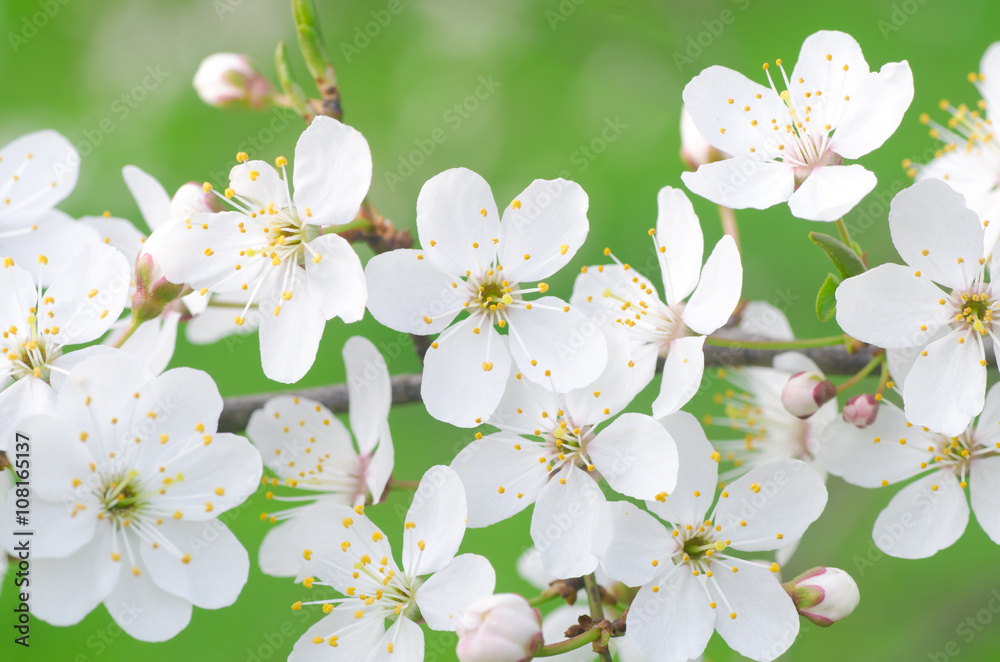 Obraz premium spring tree blossom