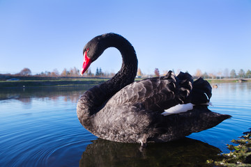 Acrylglasbilder Schwan Schwarzer Schwan schwimmt im See  © godlikeart