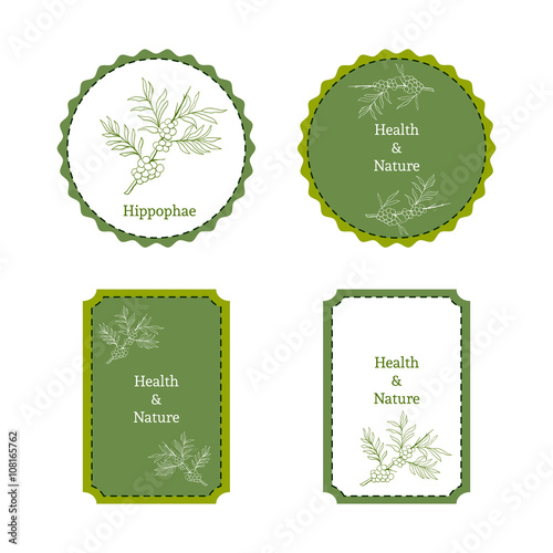 Handdrawn vector illustration sea-buckthorn - Hippophae. Medicinal berry.For traditional medicine, gardening or cooking design, package, wrapper, label.