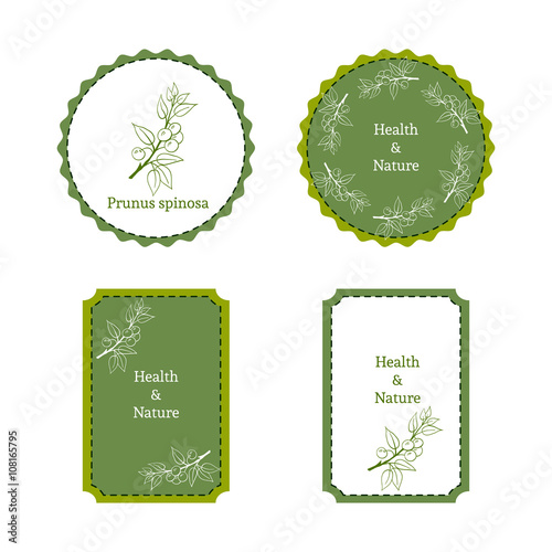 Handdrawn vector illustration blackthorn - Prunus spinosa. Medicinal berry.For traditional medicine, gardening or cooking design, package, wrapper, label.
