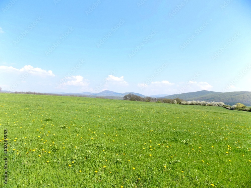 Fototapeta premium Meadow and forest