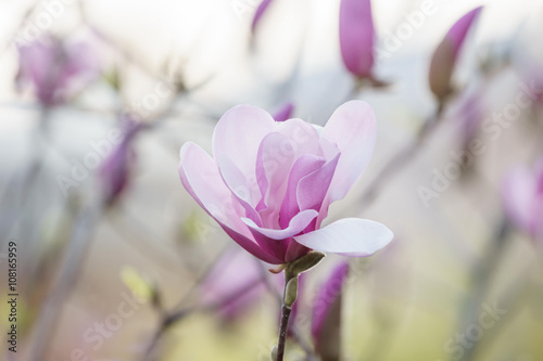 Close up of pink magnolia blossoms