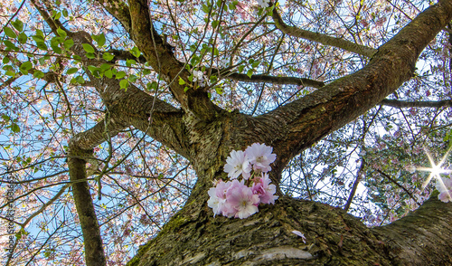 kirschblüte photo