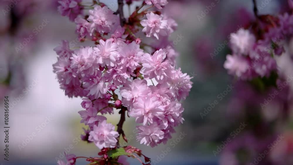 Japanese Cherry Sakura Branch Blossoming Closeup Japanese Cherry Sakura Branch Blossoming Closeup