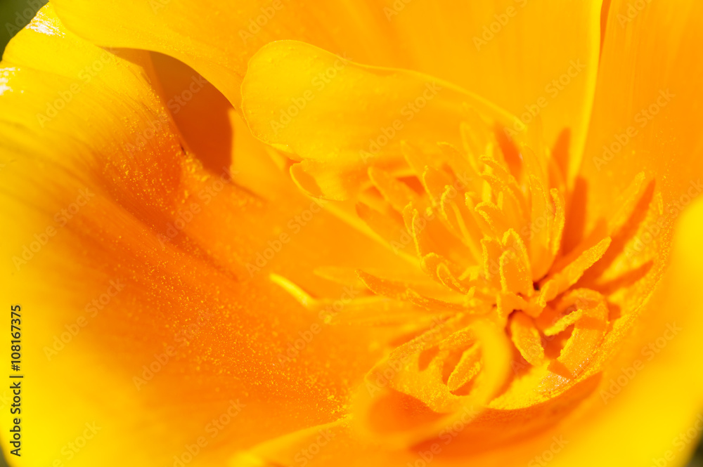 Obraz premium Eschscholzia californica, yellow and orange poppy wild flowers.