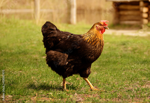Bright colorful hen in a free range on backyard, fowl-run,
