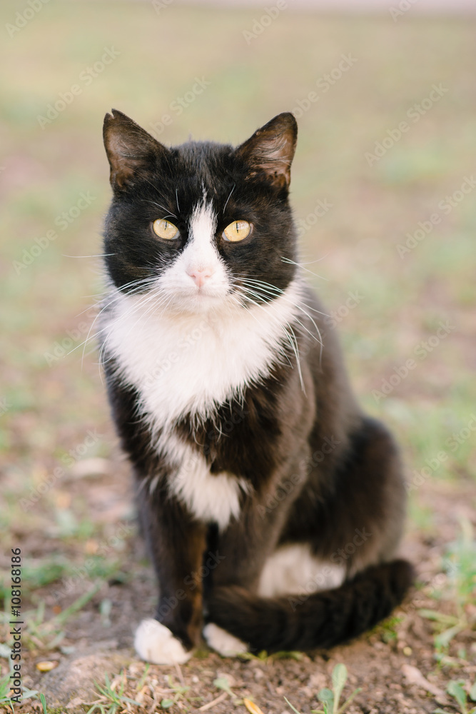 Portrait of cat looking at camera Portrait of cat looking at camera