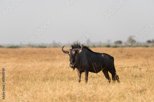 Blue wildebeest in dry grass