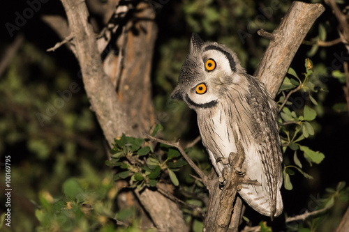 Southern white faced scops owl