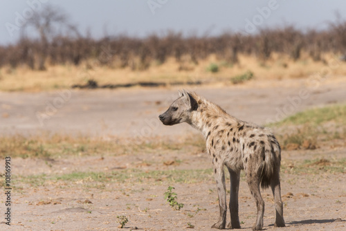 Young spotted hyena profile