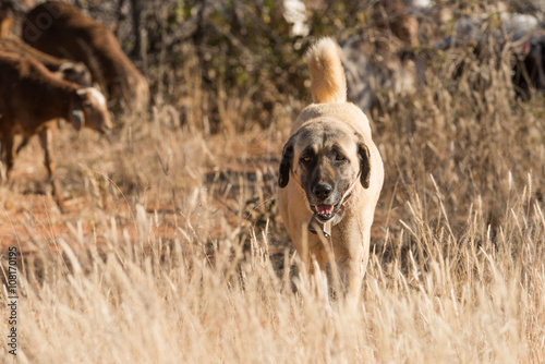 Livestock guarding dog closeup