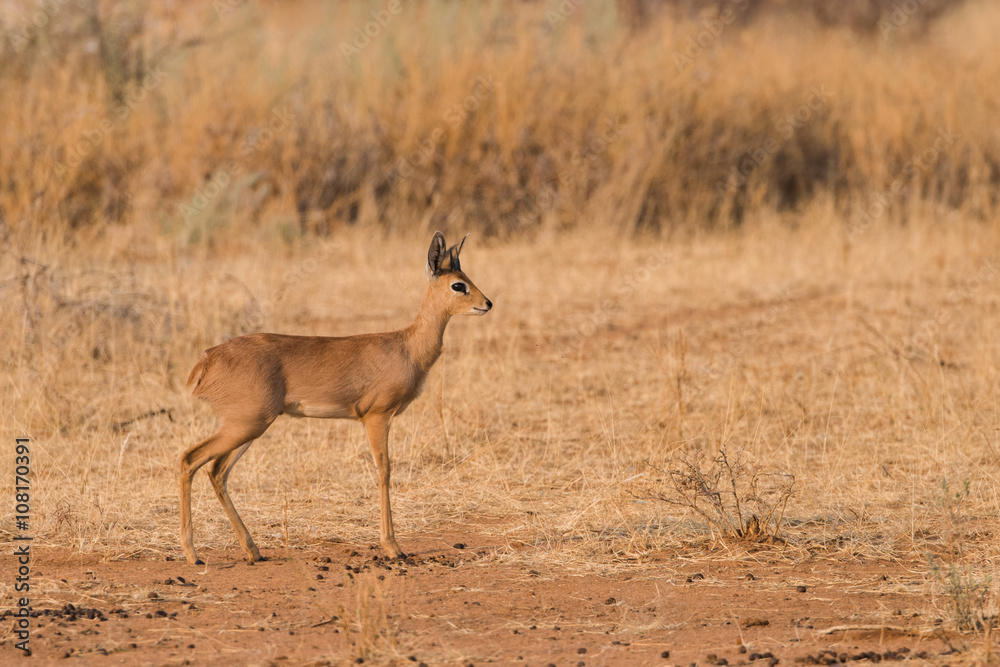 Male Steenbok portrait profile Male Steenbok portrait profile