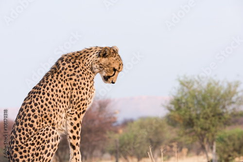 Cheetah looking down