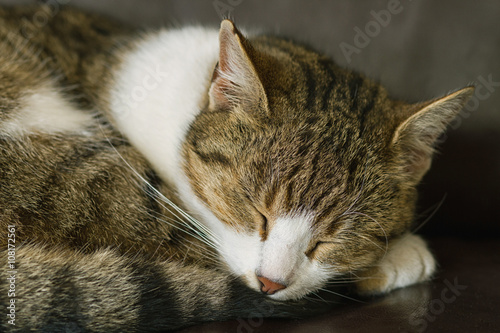 Wallpaper Mural cute little tabby cat sleeping Torontodigital.ca