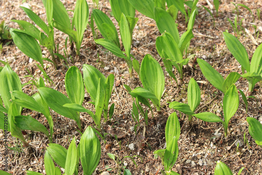 Obraz premium Ascetic garlic field