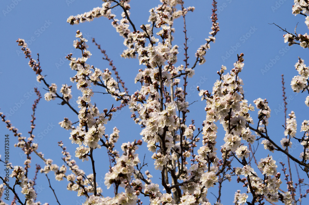 Blooming Apricot Branch