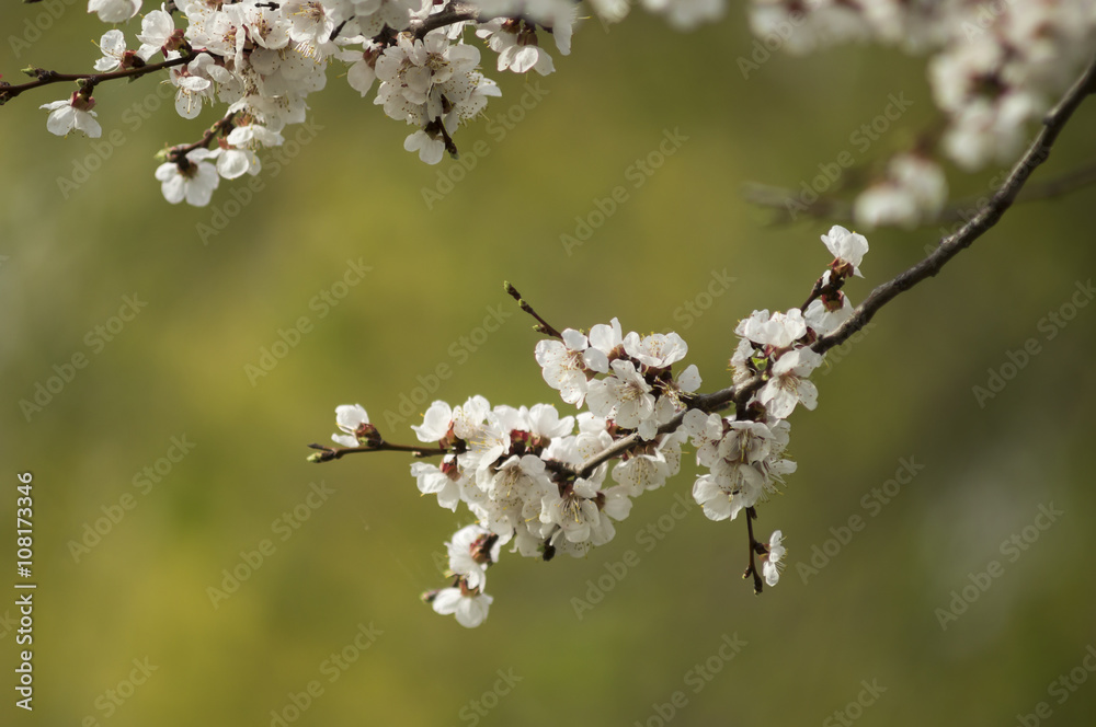 Spring Flowering Apricot