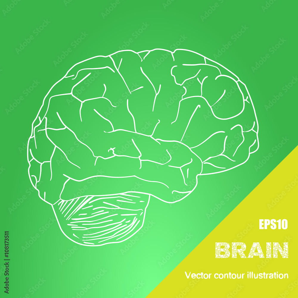Vector outline illustration of human brain on the green background Vector outline illustration of human brain on the green background
