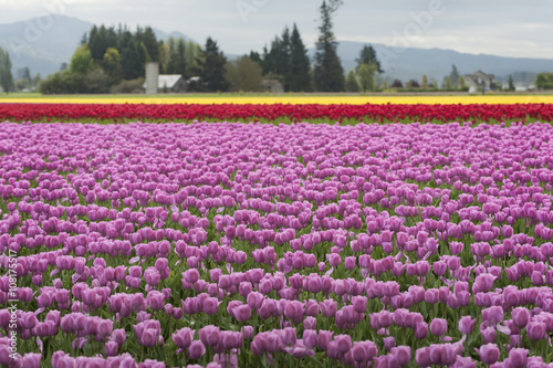 Skagit Valley Tulips. Every spring hundreds of thousands of people come to enjoy the celebration of spring as millions of tulips burst into bloom in this area of western Washington state.